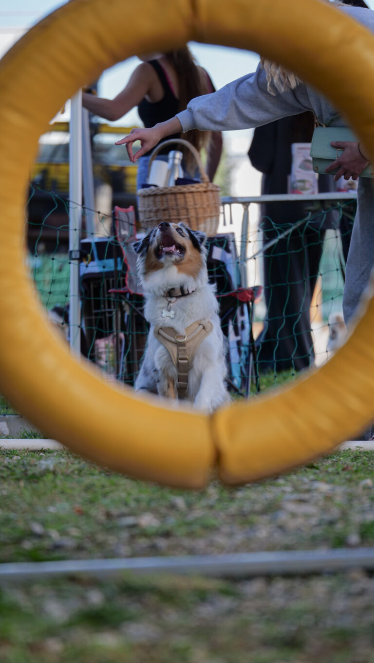 Cyno Pro – Portes ouvertes 2025