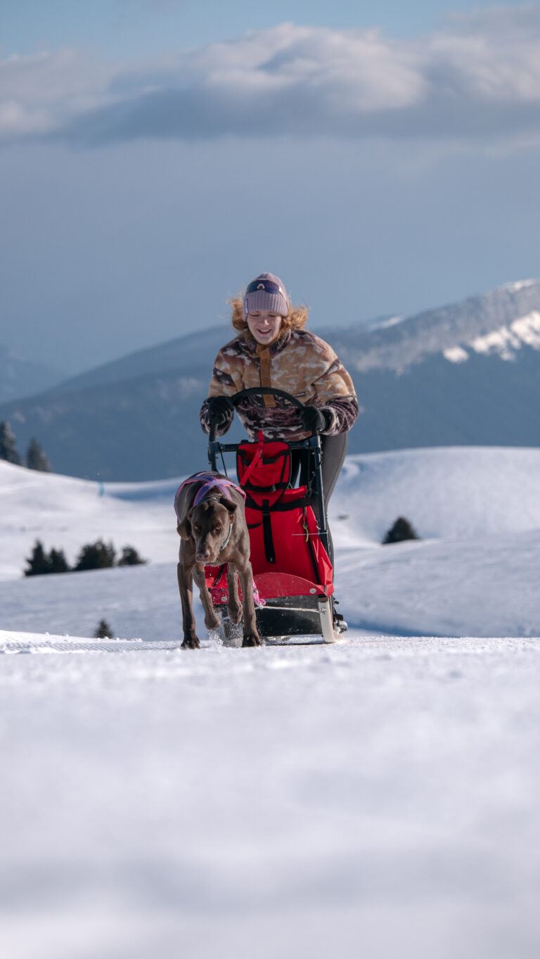 Chiens de traîneau au Semnoz